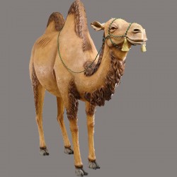 Camel 0434