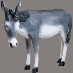 Donkey 0436