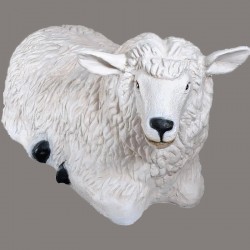 Resting Sheep 0439