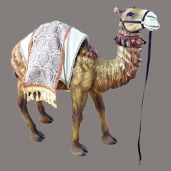 Camel 42'' - 11034